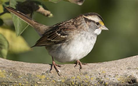 white-throated-sparrow – Wildlife In Nature