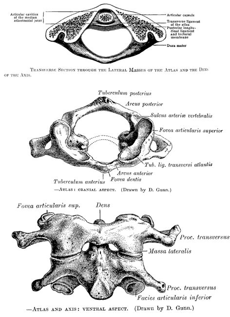 Anatomy of the 1 st and 2 nd cervical vertebrae.