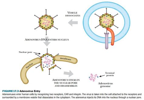 Adenovirus Vectors in Gene Therapy