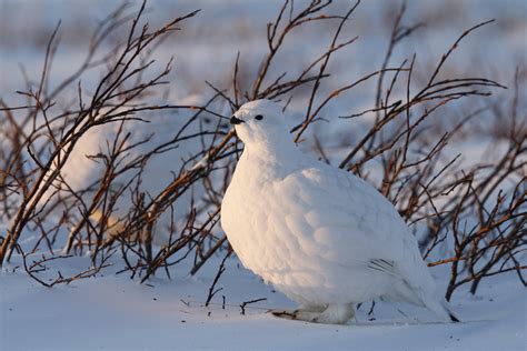 Willow Ptarmigan | Audubon Field Guide