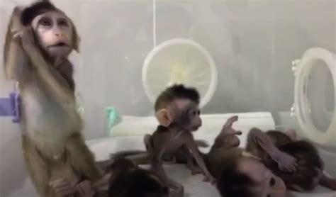 Ethics and Psychology: China's Latest Cloned-Monkey Experiment Is an ...