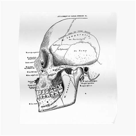 "Vintage anatomical drawing of a skull" Poster for Sale by Scenebyrail | Redbubble