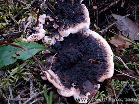 Hydnellum peckii, karvasorakas @ Natural Fungi in Finland