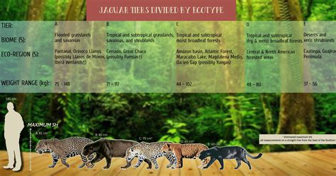 Jaguar Tiers Divided by Ecotype : r/Jaguarland