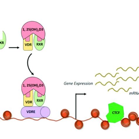 Schematic illustration vitamin D synthesis pathway and signalling... | Download Scientific Diagram