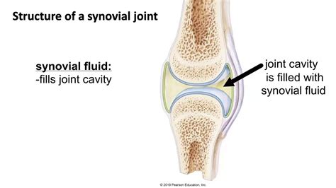 Structure of a Synovial Joint - YouTube