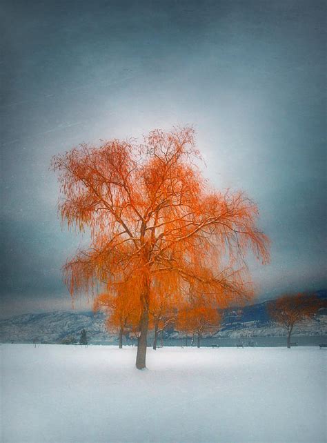 The Dreams Of Winter Photograph by Tara Turner