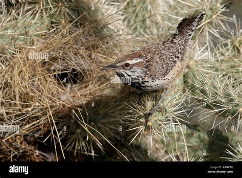 cactus wren feeding bird nest baby Stock Photo: 4051839 - Alamy