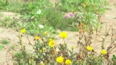 Static Shot Of Some Desert Flowers Growing In The Sand After A Fresh Rainfall 4K Stock Video ...