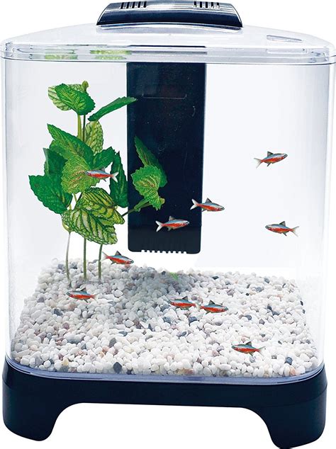 Betta Fish Tank Design - Our betta fish tank setup at the fish store.