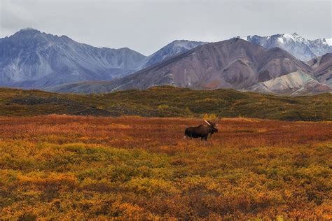 ツンドラランドバイオームの気候と野生生物を知る