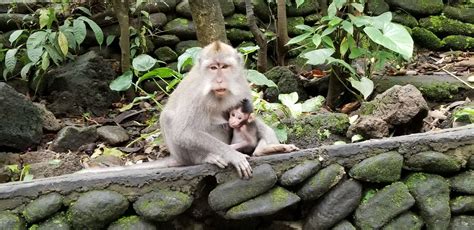 Bali- Monkey Sanctuary Koala Bear, Passport, Sanctuary, Monkey, Garden ...