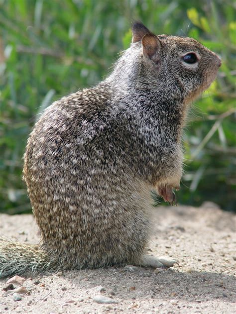 File:CA Ground Squirrel on hind legs.jpg - Wikimedia Commons