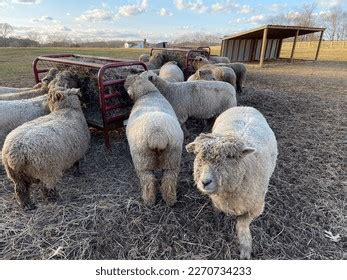 115 Southdown Sheep Images, Stock Photos & Vectors | Shutterstock