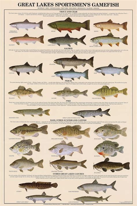 Great Lakes Fish Poster Identification Chart and Fishermen - Etsy