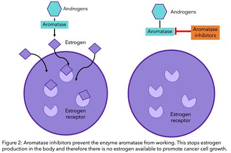 Tamoxifen vs. Aromatase Inhibitors – How do they work? - OWise US