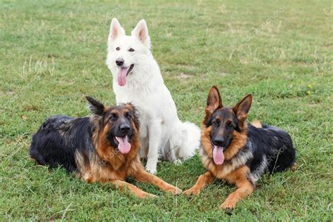 White Swiss and German Shepherds Stock Photo by ©Aksakal 94814074