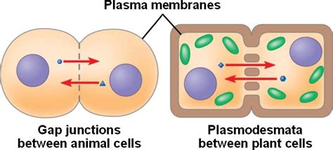 Do Animal Cells Have Gap Junctions - Plasmodesmata In Plant Cells - These channels connect the ...