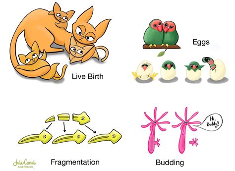 Biology Basics: How Animals Reproduce — Jolie Canoli