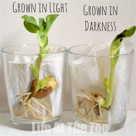 Plant Growth Experiments For Kids | Kids Matttroy