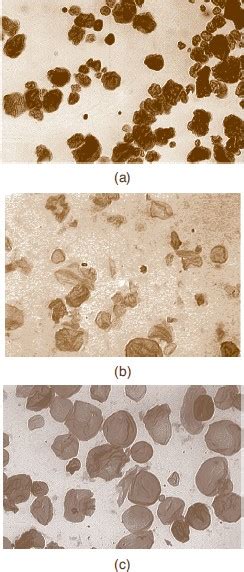 Process of Starch Gelatinization from How Baking Works by Paula Figoni