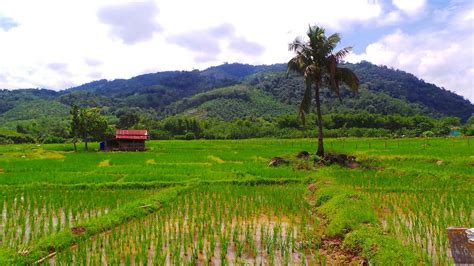 Foto Besar: Kehijauan Sawah Padi Di Kampung Agudon, Keningau