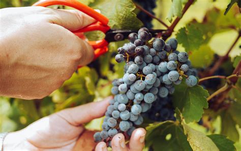 What happens during the grape harvest? | Cult Wines