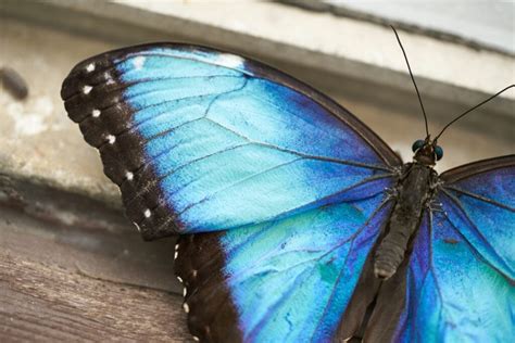 Blue Butterfly Meaning: What Do Blue Butterflies Symbolize? | Color Meanings