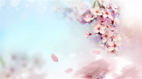 Flower Background Free Hd Wallpaper | Best Flower Site