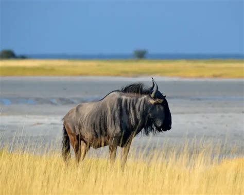 Blue Wildebeest - Facts, Diet, Habitat & Pictures on Animalia.bio