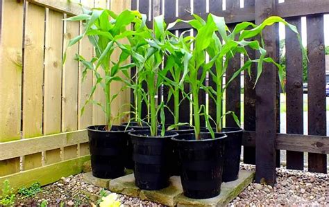 Growing Corn In Containers – Bed Gardening