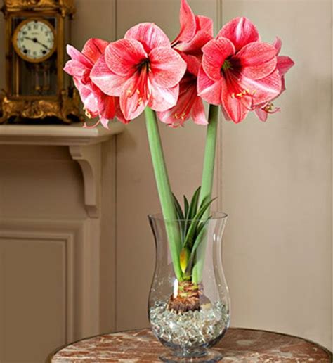 Growing Paperwhites and Amaryllis Flowers Indoors ...