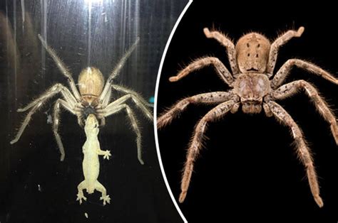 Nightmare footage: Huge spider EATS helpless lizard on glass door | Daily Star