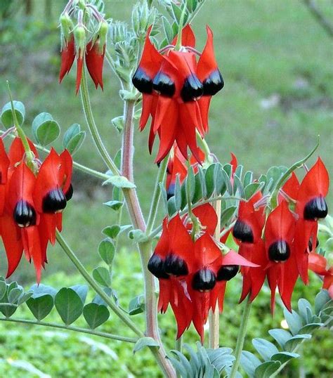 Beautiful Desert Flower Names