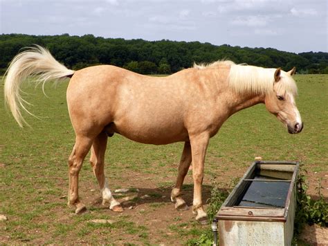 File:Horse with swishy tail.jpg - Wikimedia Commons