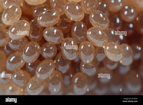 Tick Eggs High Resolution Stock Photography and Images - Alamy