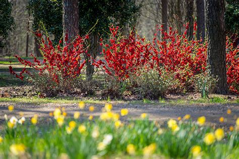 10 Essential Spring Gardening Tasks - Bru-Mar Gardens