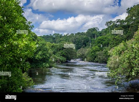 Rainforest, Campo Ma'an National Park, Southern Region, Cameroon, Africa Stock Photo - Alamy