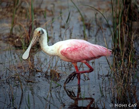 Roseate Spoonbills | Noni Cay Photography