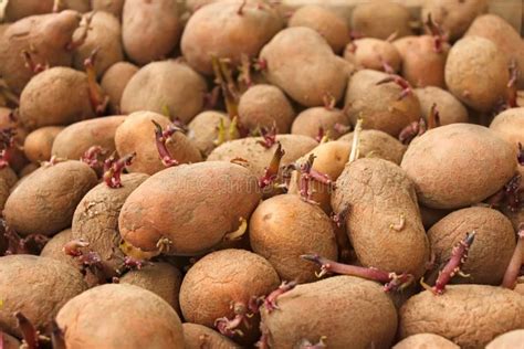 Heap Of Sprouting Potato Tubers Stock Photo - Image: 54343749