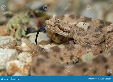 Crotalus cerastes stock photo. Image of viper, habitat - 8859386