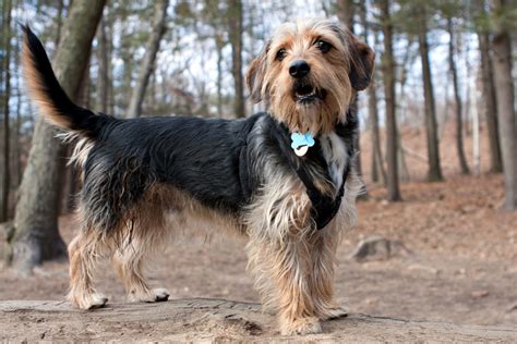 Portrait of a young yorkshire terrier beagle mix dog in the woods. Shallow depth of field ...