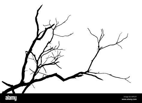 Silhouette branch of tree isolated Stock Photo - Alamy