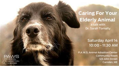 Caring For Your Elderly Animal | PenBay Pilot