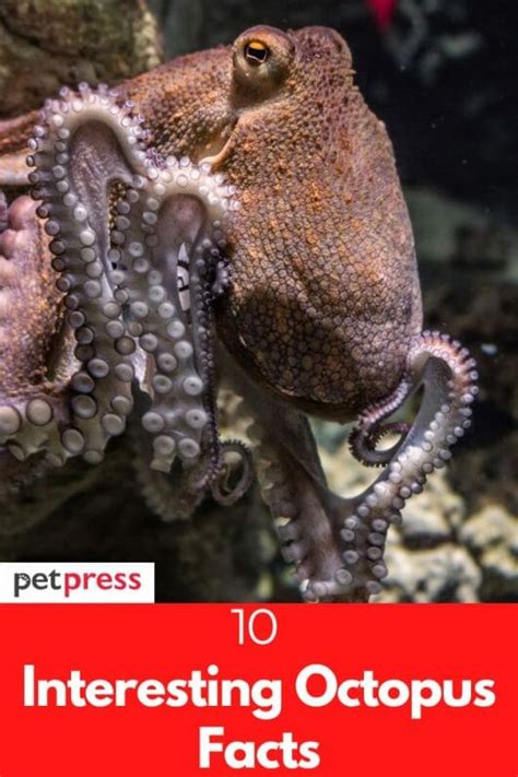 Top 10 Interesting Octopus Facts That You Should Know