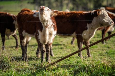 Premium Photo | Cows grazing at sunset on a farm