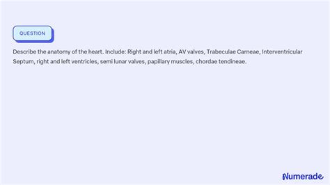 SOLVED: Describe the anatomy of the heart. Include: Right and left atria, AV valves, Trabeculae ...