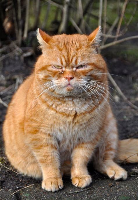 Garfield cat stock photo. Image of dirty, outdoor, fleas - 42148622