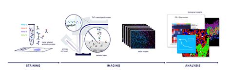 How It Works | MIBI Multiplexed Ion Beam Imaging Technology | Ionpath