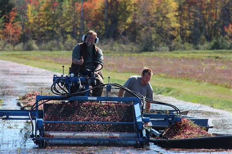 Cranberry Harvest - Johnston's Cranberry Marsh & Muskoka Lakes Winery